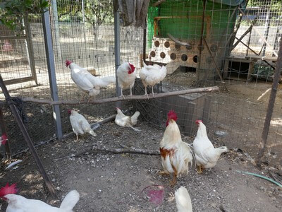 תרנגולות במתחם מטילות ביצי חופש