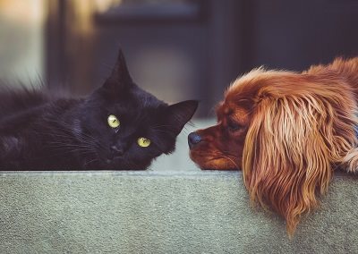 כלב ספניאל מסתכל על חתול שחור