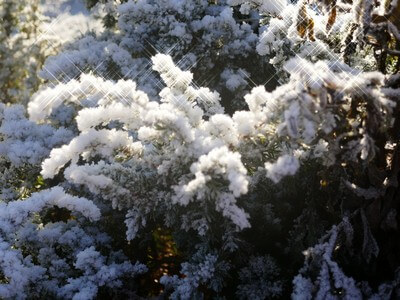 צורות בשלג על עץ אשוח