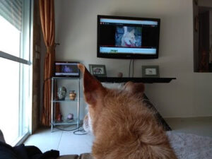 כלב רואה כלב בטלויזיה