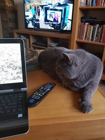 חתול מסתכל על מחשב נייד