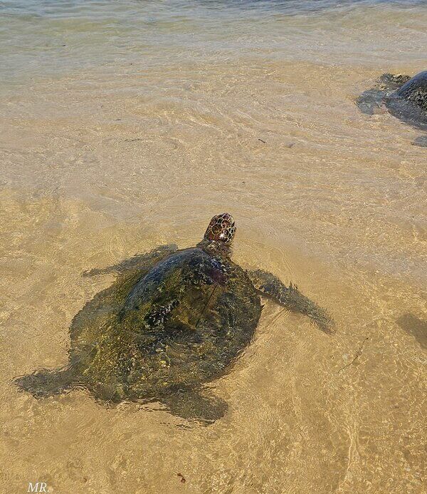 צבי ים גדולים שוחים ממש ליד החוף שלsea turtle - Hikkaduwa Beach, חוויה טבעית ומרגשת.