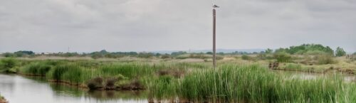 Birdwatching and Nature, Kalochori lagoon, Thessaloniki
