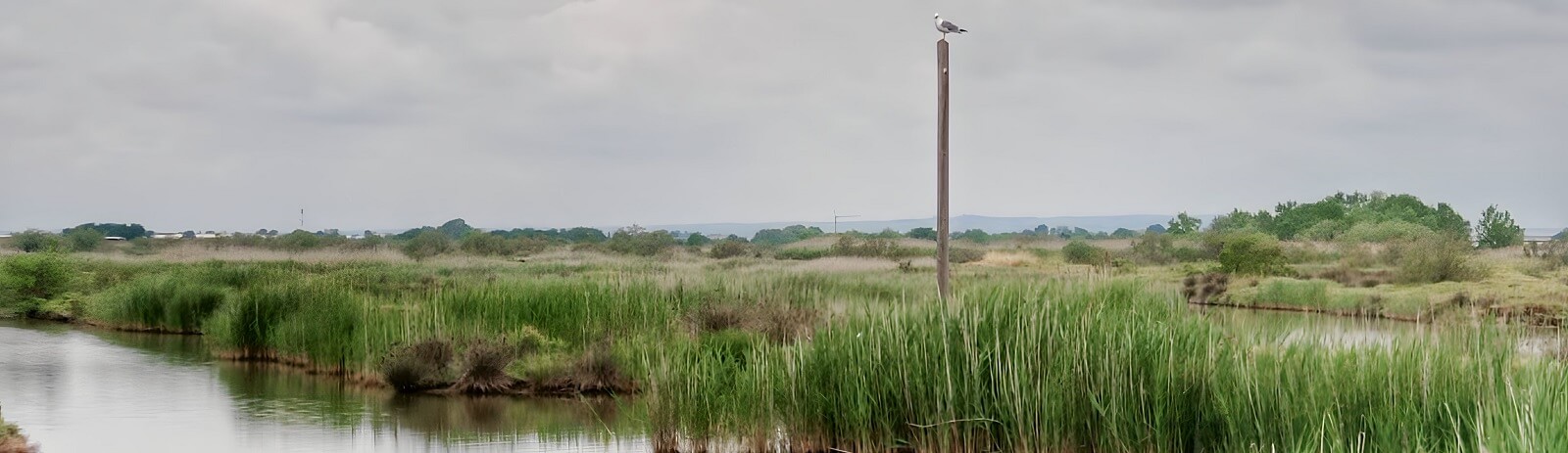 Birdwatching and Nature, Kalochori lagoon, Thessaloniki