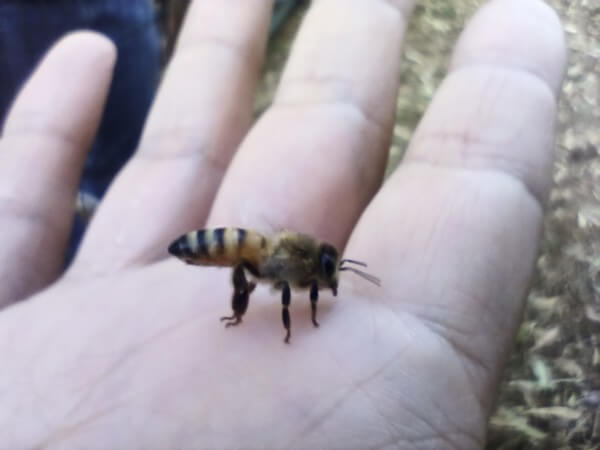 דבורה על כף היד. הדבורים יודעות מתי שומרים עליהן