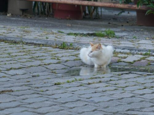 חתול רחוב בעיר דיון DION ליד הר האולימפוס, מוקדשת לאל זאוס אבי האלים היווניים