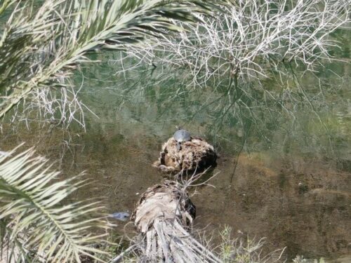 fujairah, אגם מלאכותי, סכר ואדי סאפד - Wadi Safad Main Dam. טיולי ציפורים, בעלי חיים ודגים באגם.