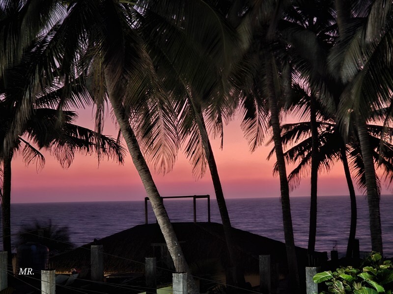Tropical landscape in Goa with lush vegetation and coconut palms