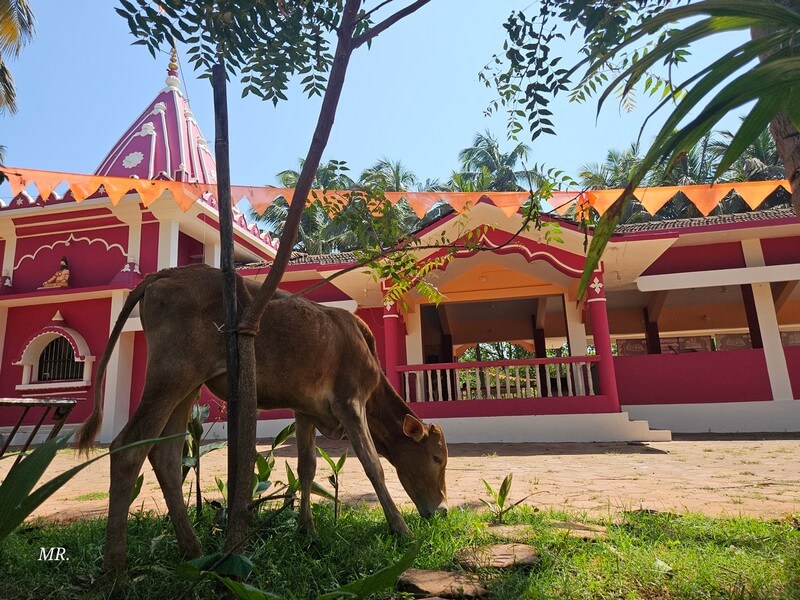 Animal welfare volunteers caring for cows and dogs on a beach in Goa