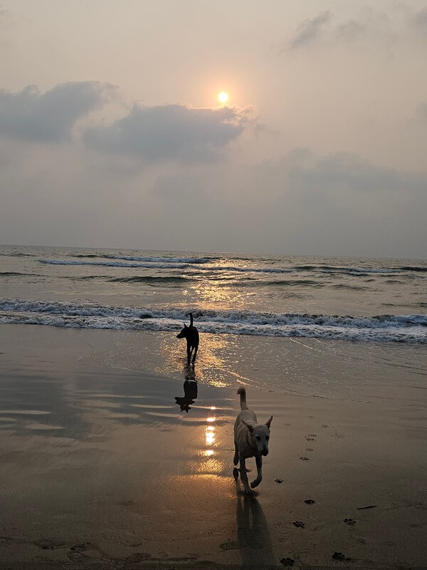 Stray dogs living on a beach in Goa, India