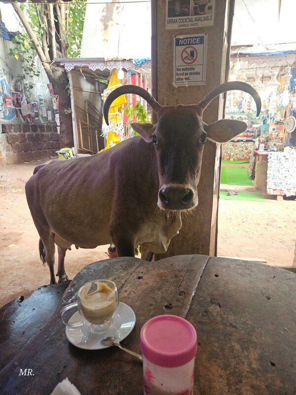 Dogs and cows living near the beaches of Goa, India
