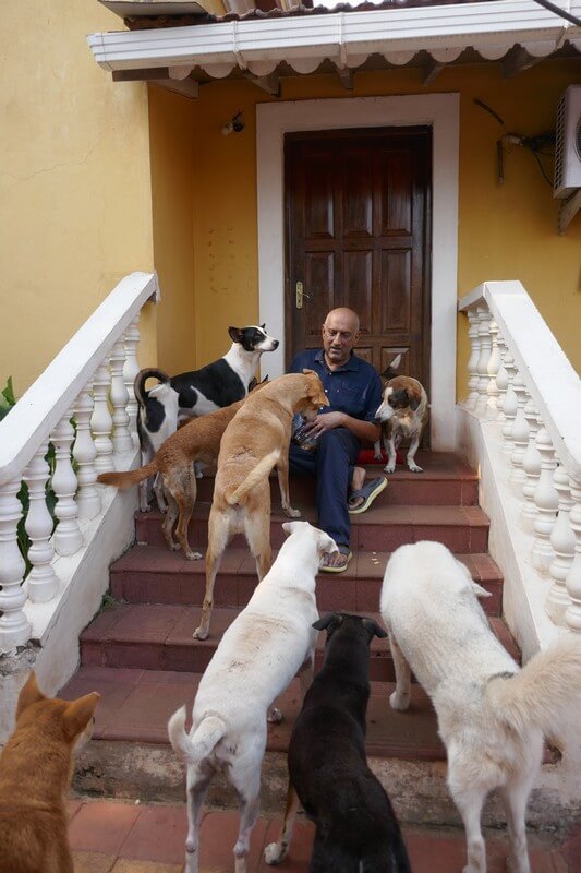 Dogs receiving care and attention at an animal shelter in Goa, India