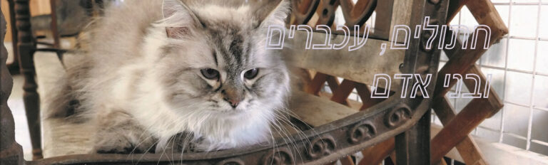 Read more about the article על עכברים, חתולים ובני אדם