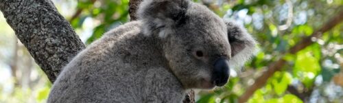 Volunteer at Koala Conservation Hospital - Port Macquarie