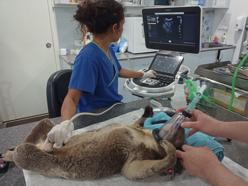 בית חולים לקואלות באוסטרליה - מקום להתנדבות עם בעלי חיים