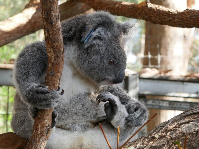 על ההתנדבות שלי ב- Koala Conservation Hospital - Port Macquarie. עיר נופש מומלצת לביקור