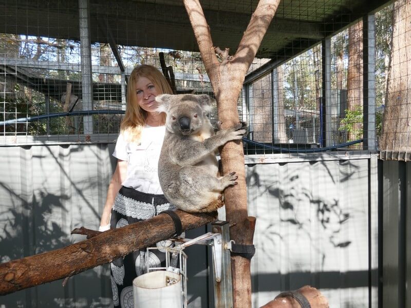 התנדבתי עם קואלות באוסטרליה. התנדבות עם בעלי חיים באוסטרליה טיול מיוחד בעולם