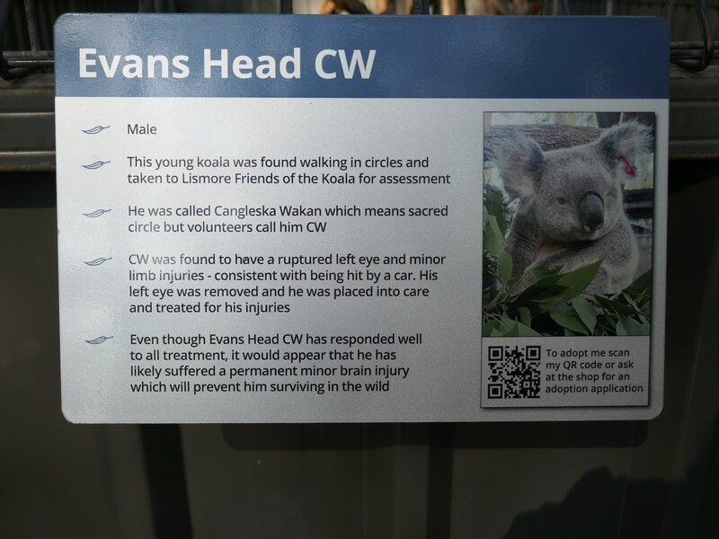 שלט שמספר את סיפורו של הקואלה ניצול במקלט לבעלי חיים באוסטרליה
