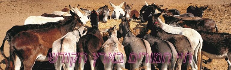 Read more about the article מקלט לחמורים וחיות בארץ הקודש