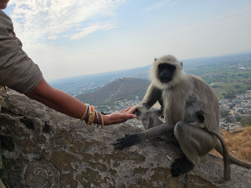 Nagpur Maharashtra tourism - Monkey at Ramtek fort