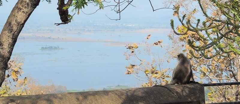 Nagpur known for lush wildlife, iconic Buddhist architecture, and bold, spicy local cuisine