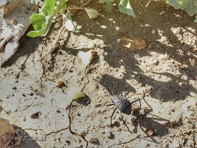 בעלי חיים וחרקים נהנים מהצמחיה בנחל פרס ונחל תחמס בחורף
