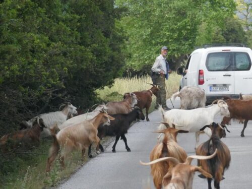 כשנוסעים לטייל בדרכים הכפריות ביוון, פוגשים בני אדם מיוחדים, עדרי עזים וכבשים, בעלי חיים, נופים וטבע
