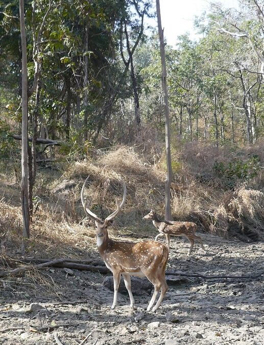 Pench National Park is home to diverse flora and fauna many kinds of animals