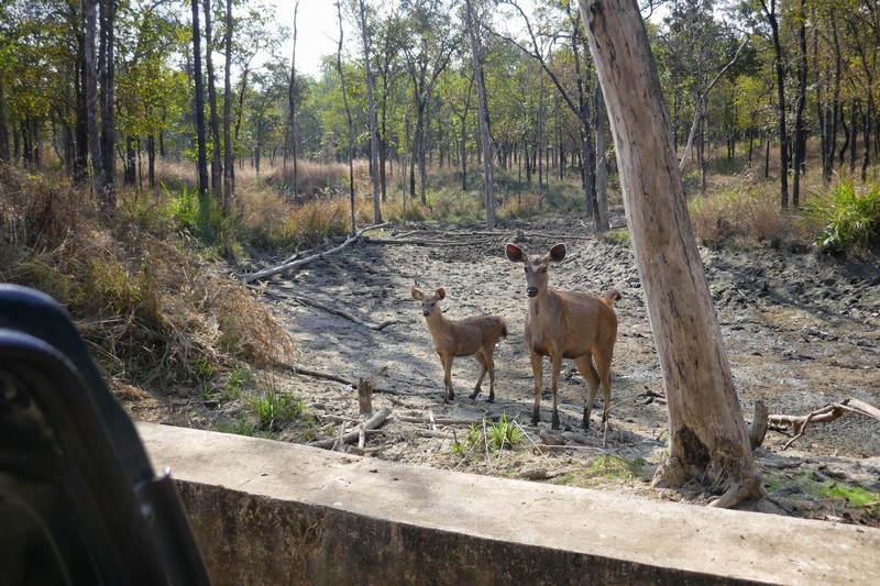 Pench National Park inspired Rudyard Kipling's The Jungle Book