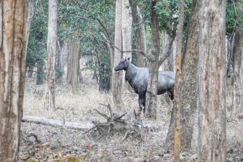 meet wildlife in india, Pench tiger reserve