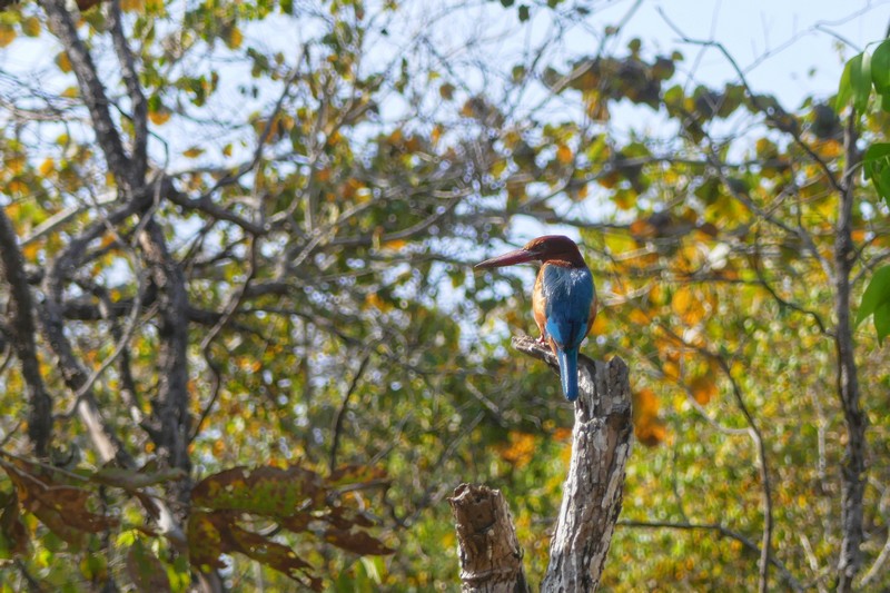 Pench National Park, sprawling across Madhya Pradesh and Maharashtra in central India -Birdwatcher's Paradise