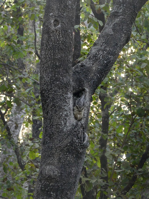 Pench National Park & Tiger Reserve, Madhya Pradesh