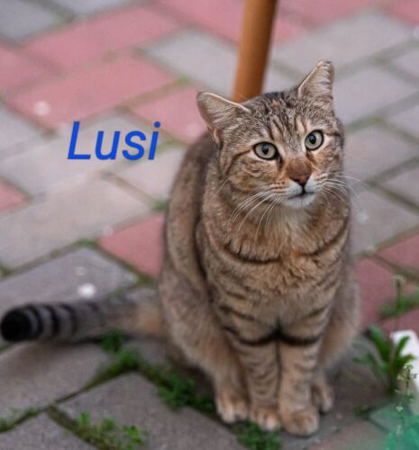 חתולי רחוב פינוי בינוי, לוסי. האכלת חתולי רחוב ושמירה על חיות העיר