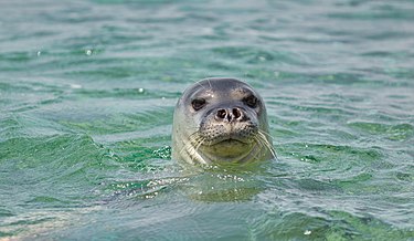 כלב ים נצפה בסקר טבע בהרצליה. טבע וקהילה, הצלת בעלי חיים