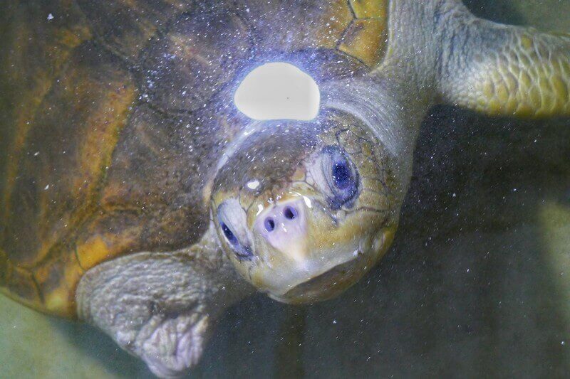 sea turtles חוף אהנגמה – חוויה לכל מי שמחפש טיולים מיוחדים בעולם.
