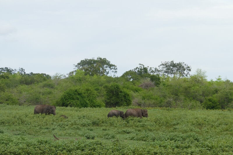 Wild elephant close-up in Udawalawe – Sri Lanka wildlife experience wild life watching