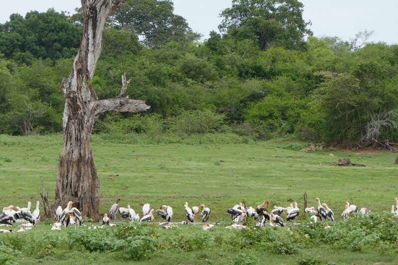 Udawalawe National Park safari – sri lanka tours inspiration and wildlife experience