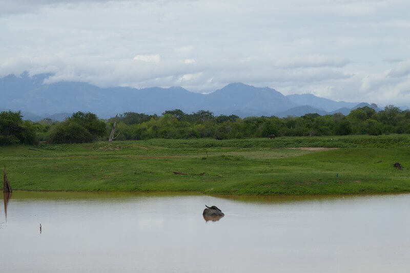 Udawalawe Sri Lanka nature landscape - שמורת אודוואלאווה חוויית טבע , סרי לנקה טיולים