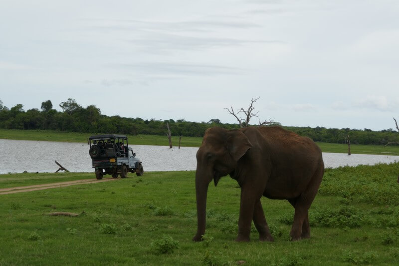 Elephant watching באודוואלאווה - dawalawe National Park safari – sri lanka tours inspiration