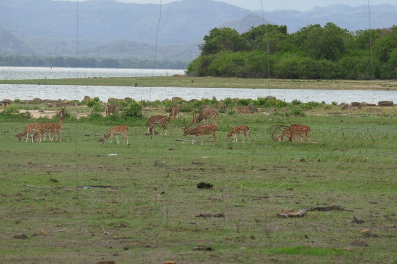 Udawalawe National Park safari – sri lanka tours inspiration watching deers in nature