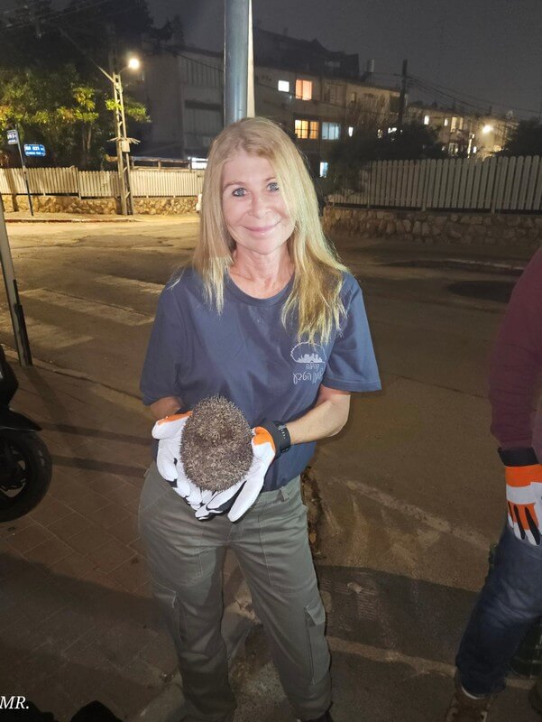 סיורי שטח ליליים לאיתור חיות בר לפני תחילת עבודות בנייה בהם מאתרים ולוכדים חיות בר כדי להציל אותם מהריסה