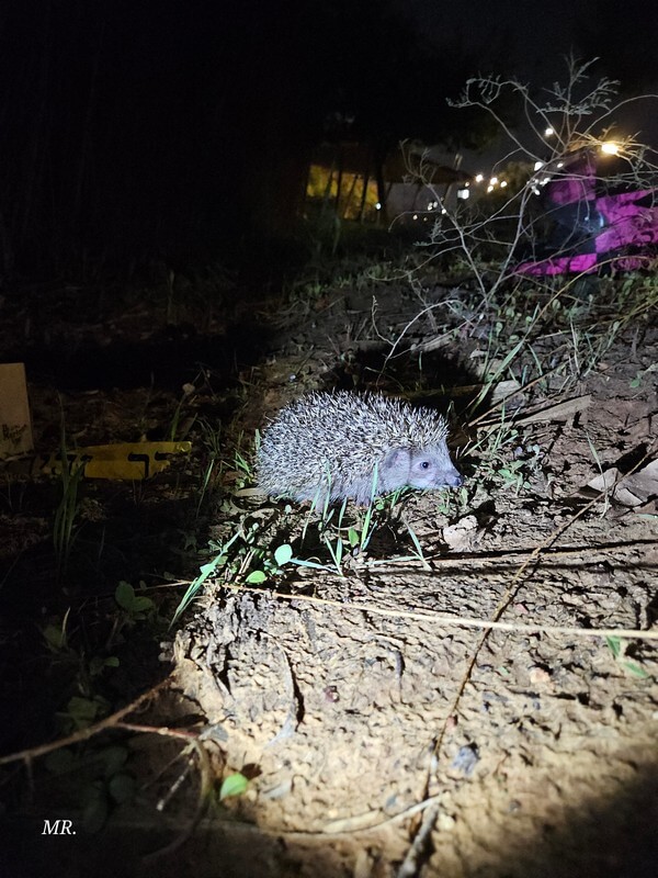 העברת קיפודים שחולצו מאזור בנייה לשטח טבע פתוח