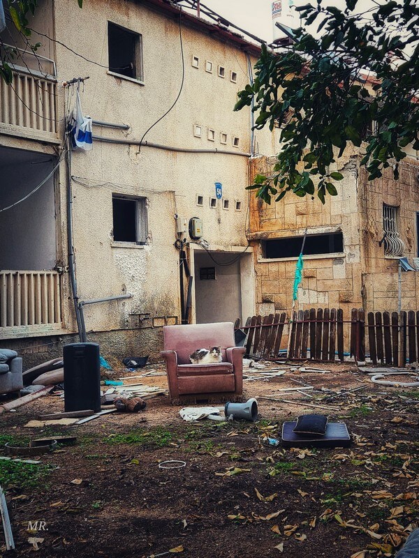 חתולי רחוב במתחם התחדשות עירונית לפני פינוי ועיקור. בית לפני הריסה