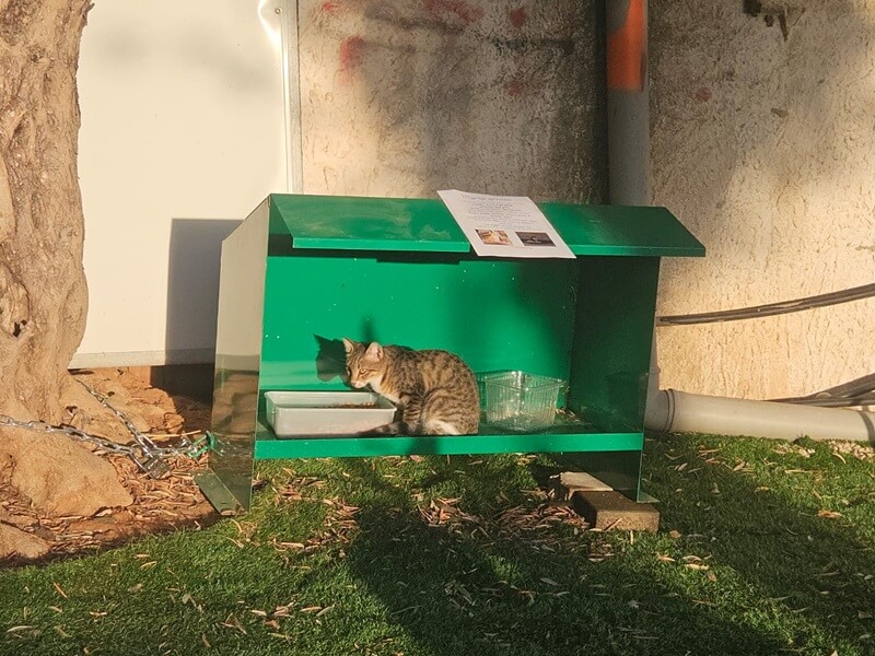 קהילה למען הטבע מצילה בעלי חיים לפני הריסת בניינים ישנים, אקלום חתולים עם מזון בפינות האכלה חדשות