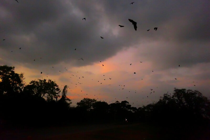 Flying Foxes עטלפים בשמורת Yala Sri Lanka – חוויית טבע לכל מי שרוצה לטייל בסרי לנקה