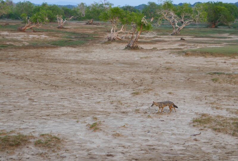 Jackal crossing in Yala Sri Lanka – travel recommendations hotels and attractions