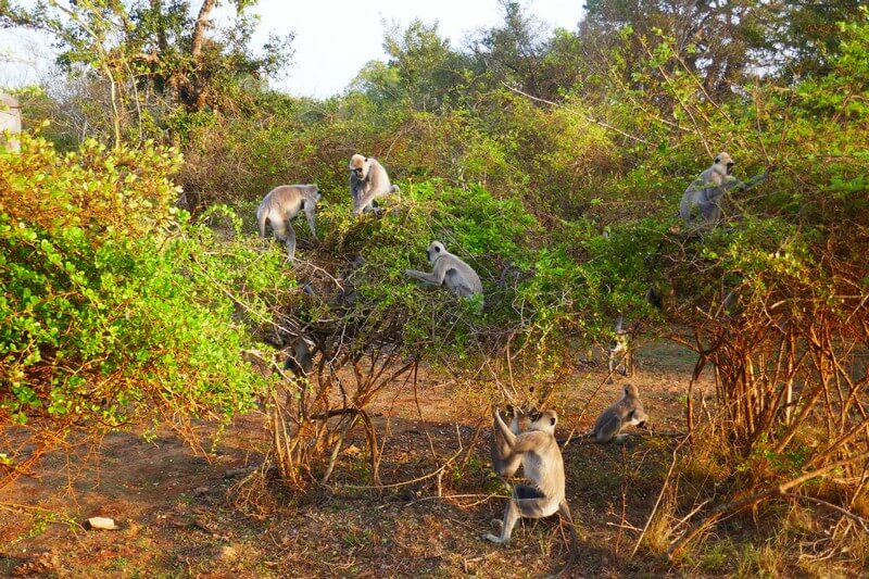 Safari jeep tour watching wildlife birds, animals in Yala National Park – sri lanka tours