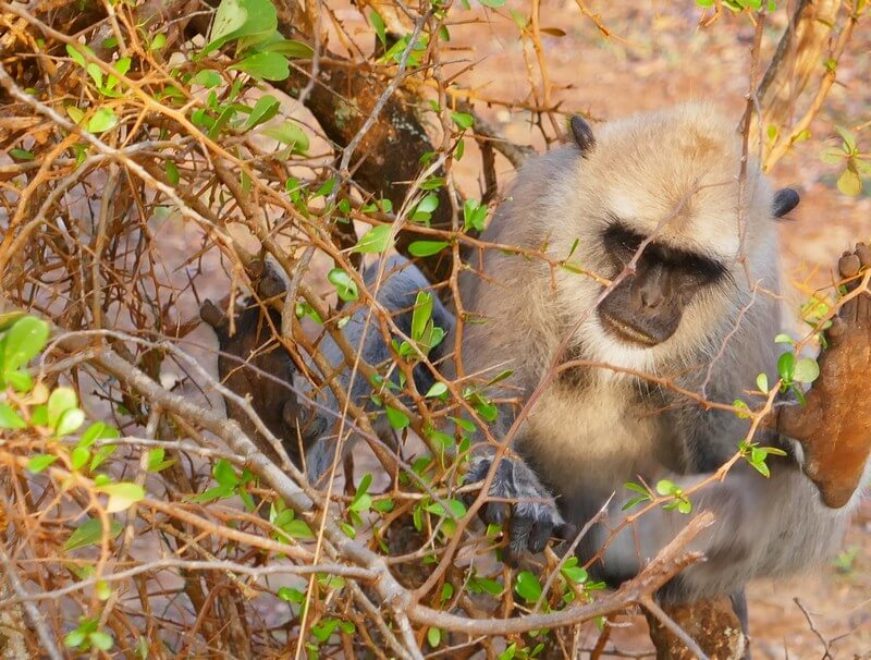 Monkeys feeding by the road in Yala Sri Lanka – travel recommendations