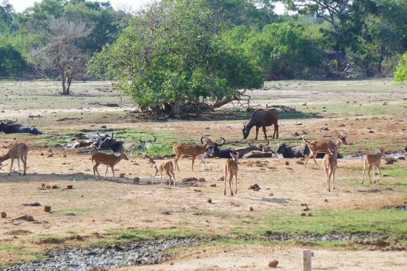 Yala Sri lanka travel recommendations Sunrise over Yala safari