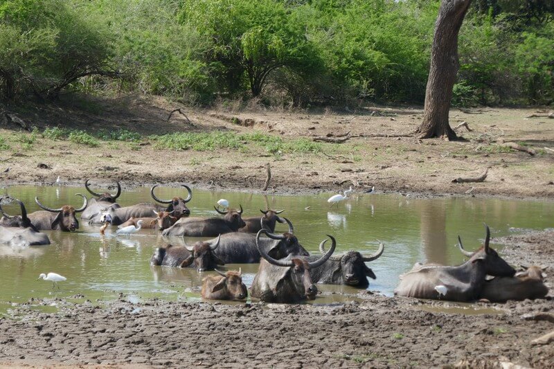 Yala national park Sri Lanka wildlife landscape – Sri Lanka hotel area attractions